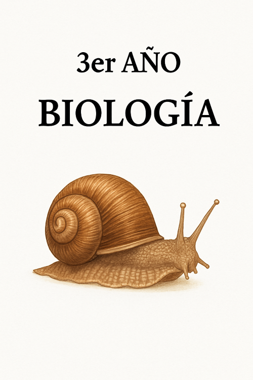 3er año