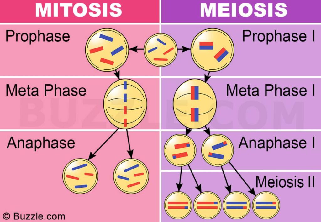 Mitosis-Meiosis